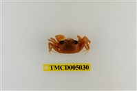 藏品(斯氏沙蟹)的圖片